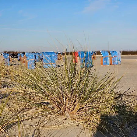 Strandkrabbe