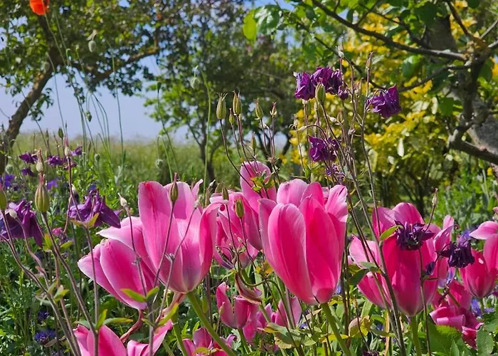 Strandkrabbe Tatil Evi *